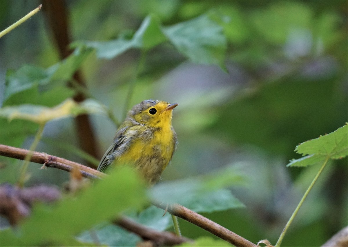 Wilson's Warbler - ML602872101