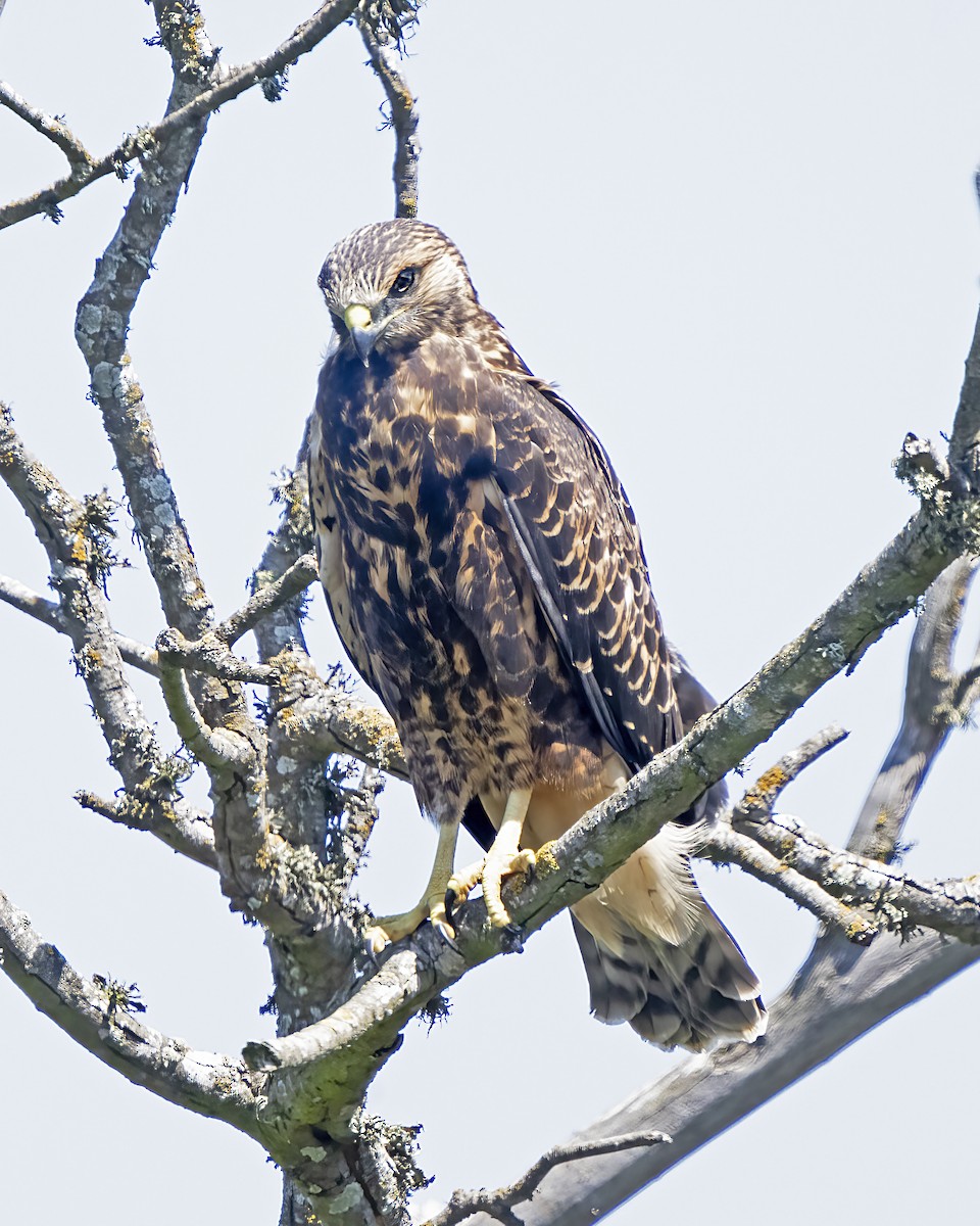 Swainson's Hawk - ML602873841