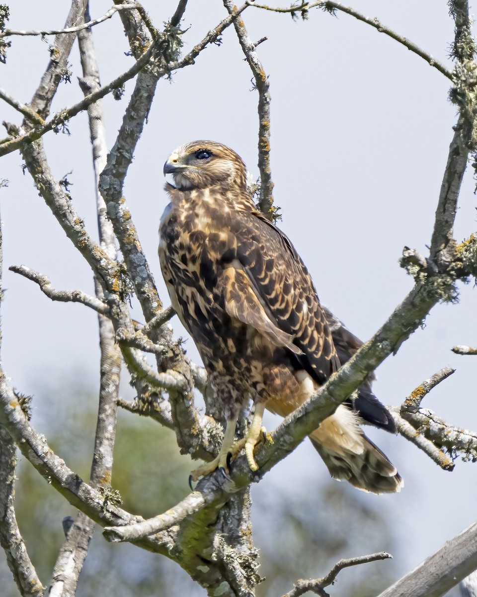 Swainson's Hawk - ML602873851