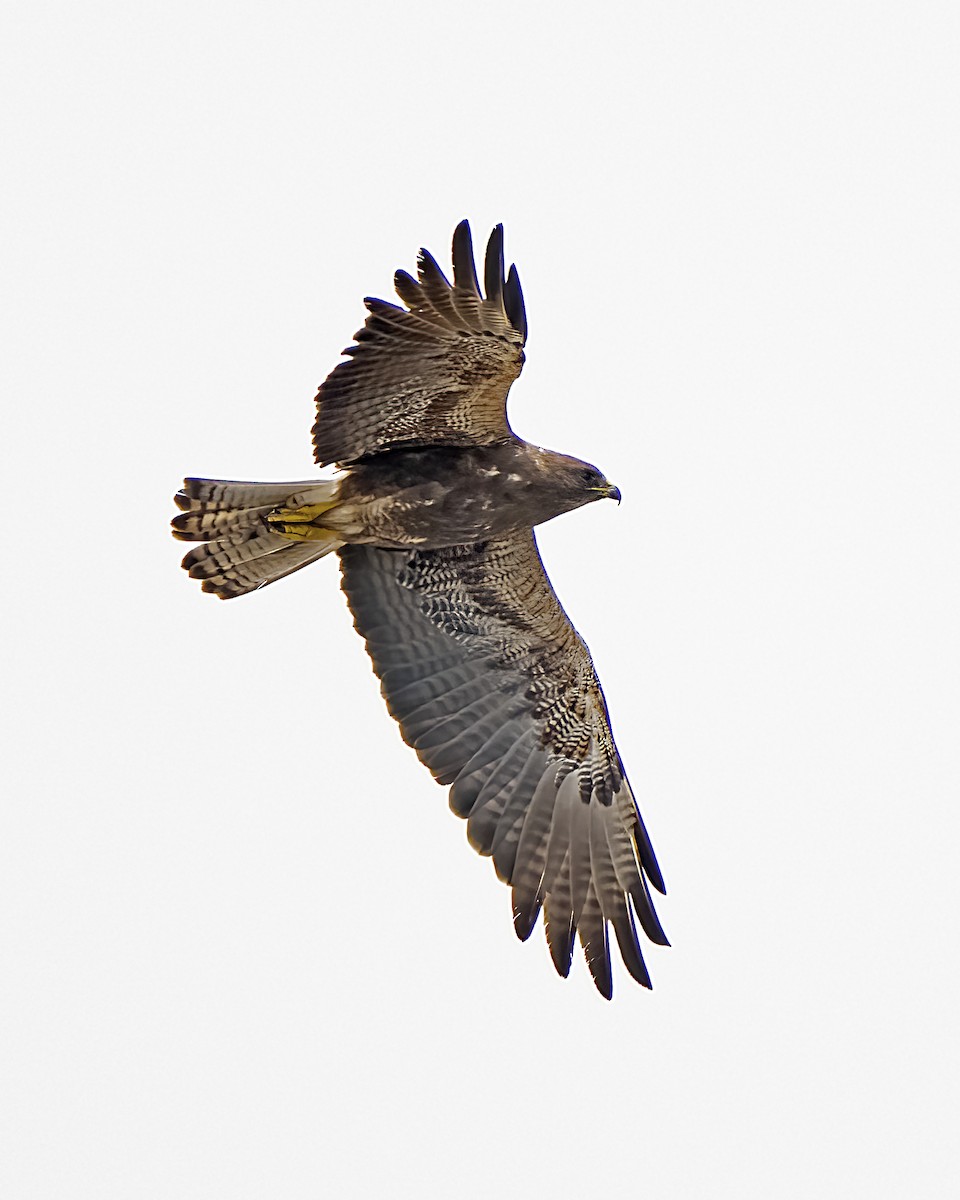 Swainson's Hawk - Bill Hill