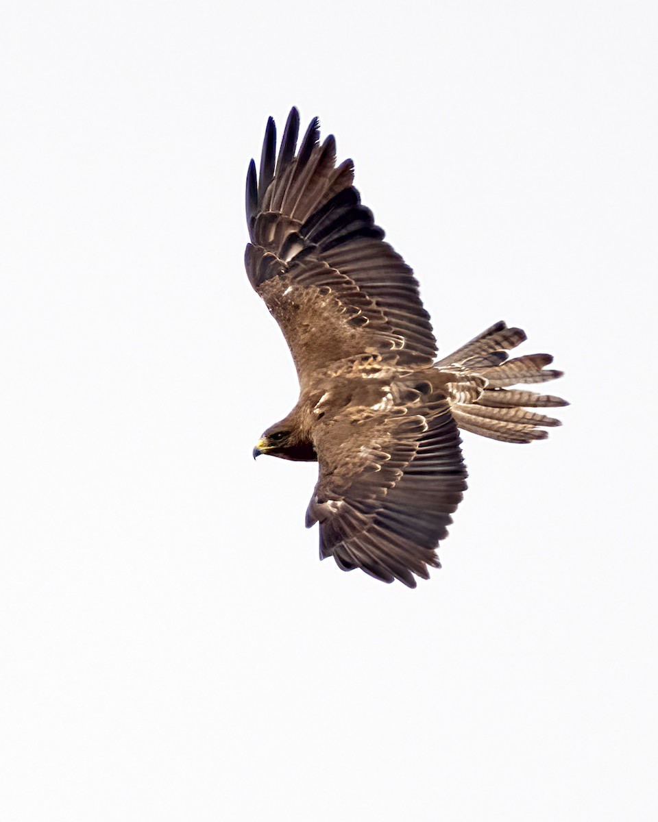 Swainson's Hawk - ML602873871