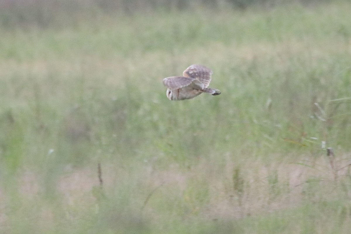 Barn Owl - ML602874331