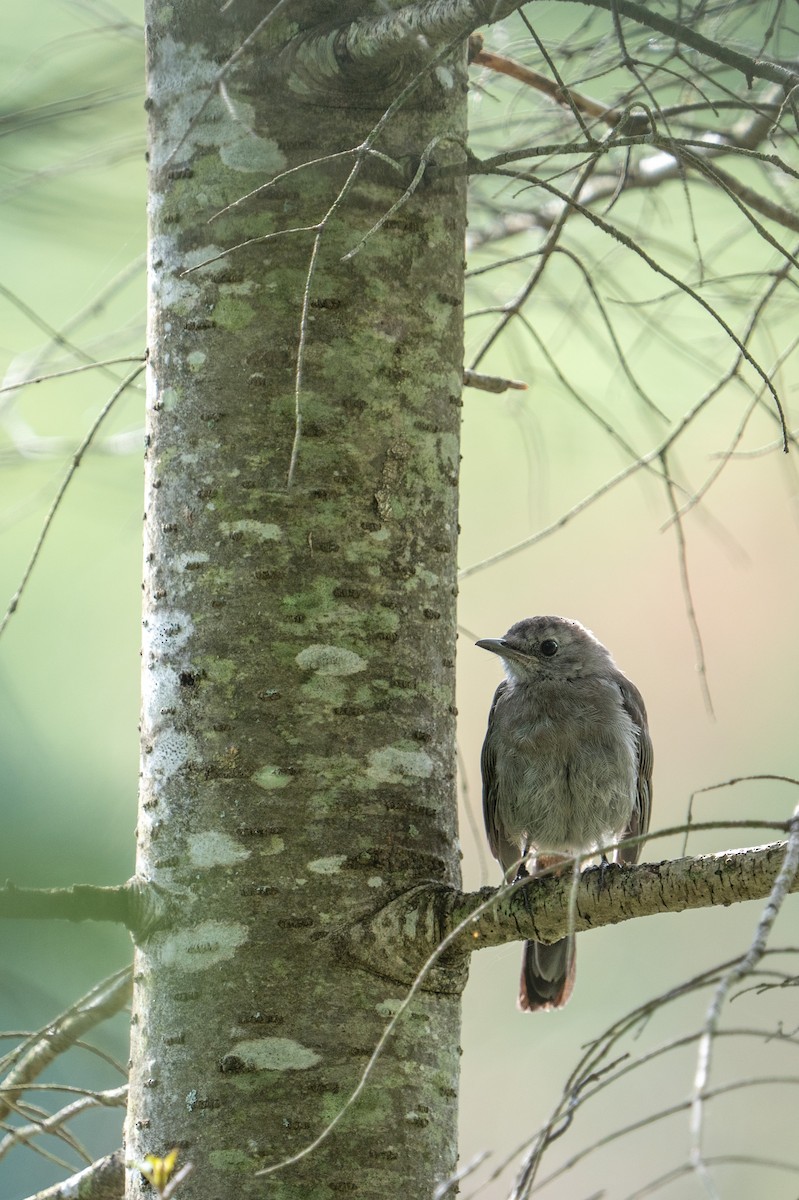 Gray Catbird - ML602875121