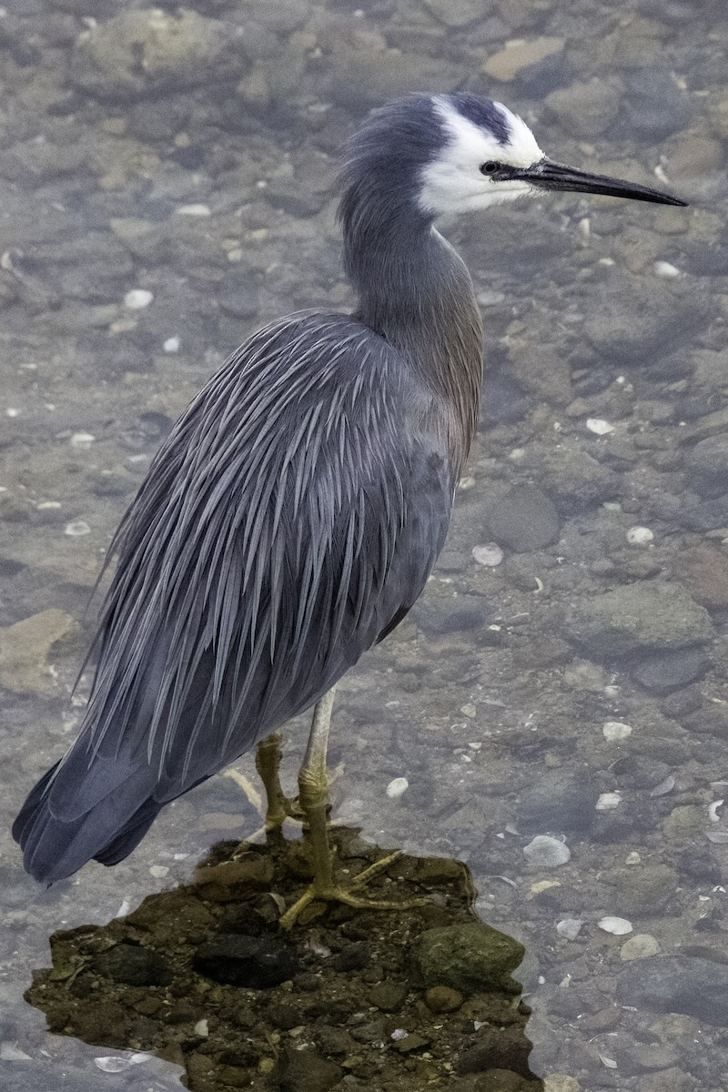 White-faced Heron - ML602875381