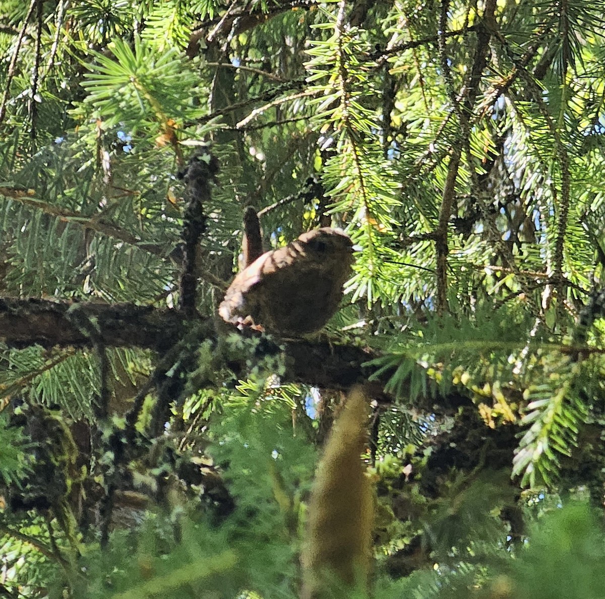 Pacific Wren - ML602875421