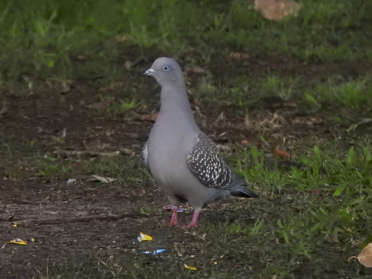 Spot-winged Pigeon - ML602875681
