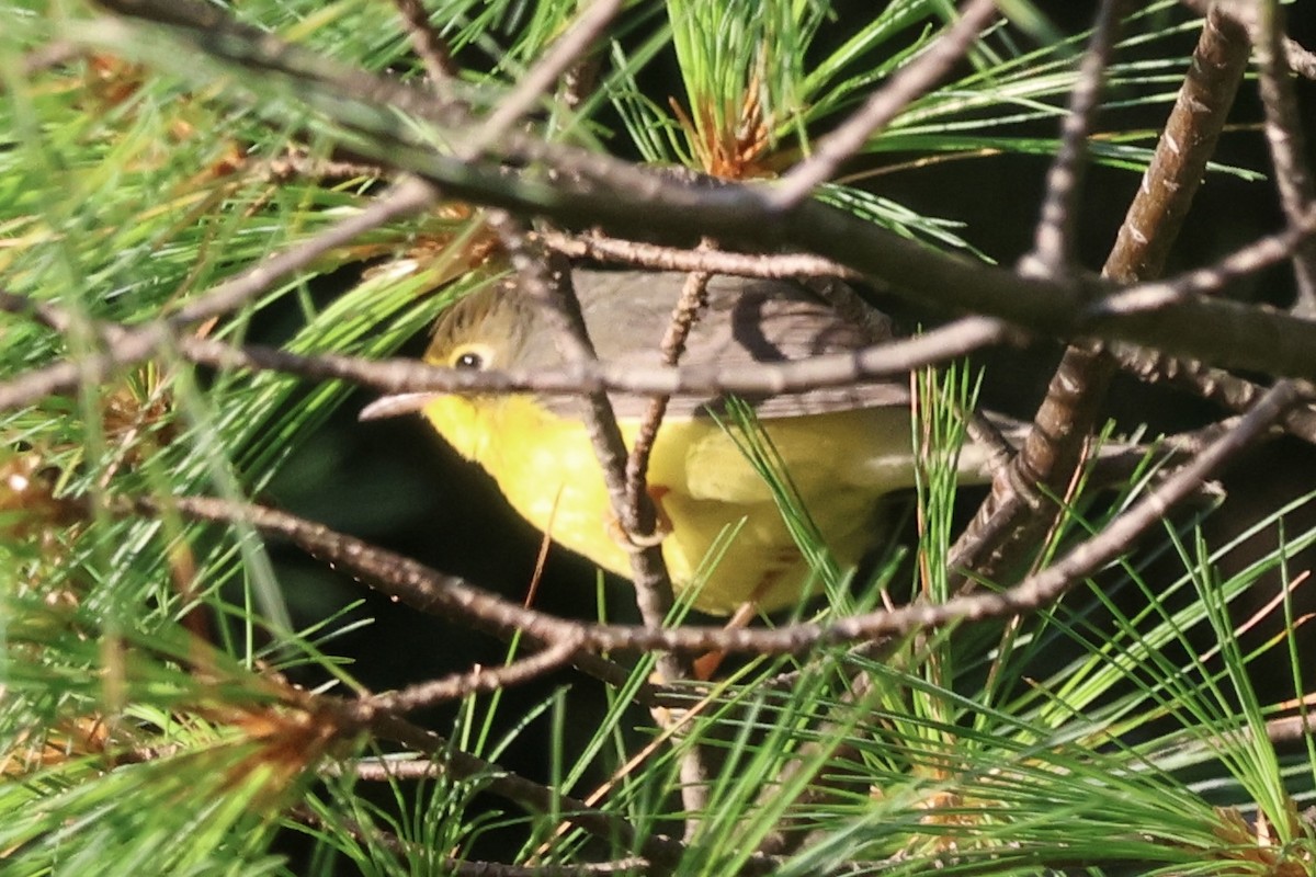 Canada Warbler - ML602875871