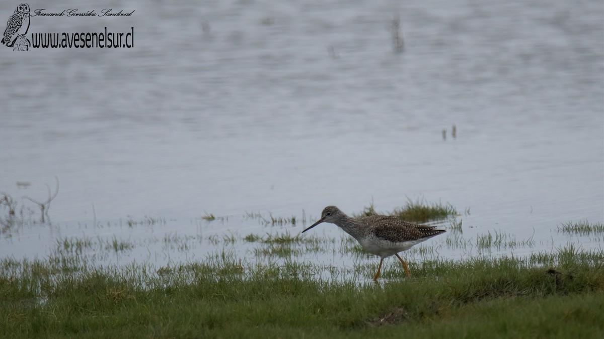 Lesser Yellowlegs - Fernando  González