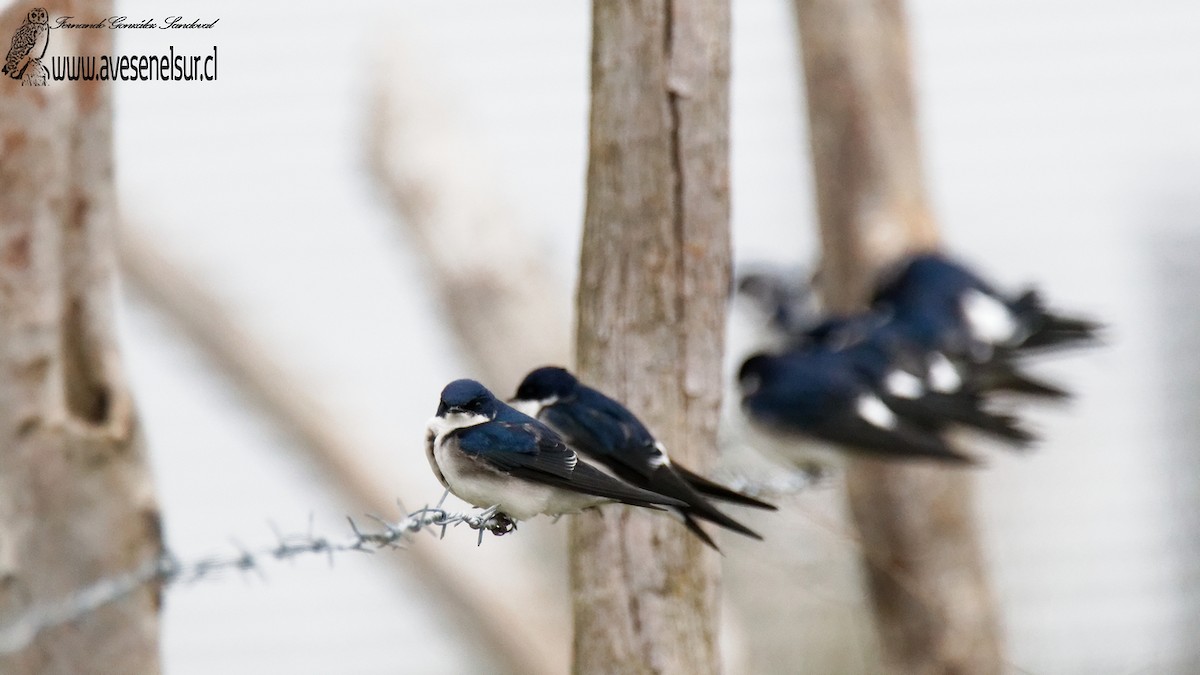 Chilean Swallow - ML602877971