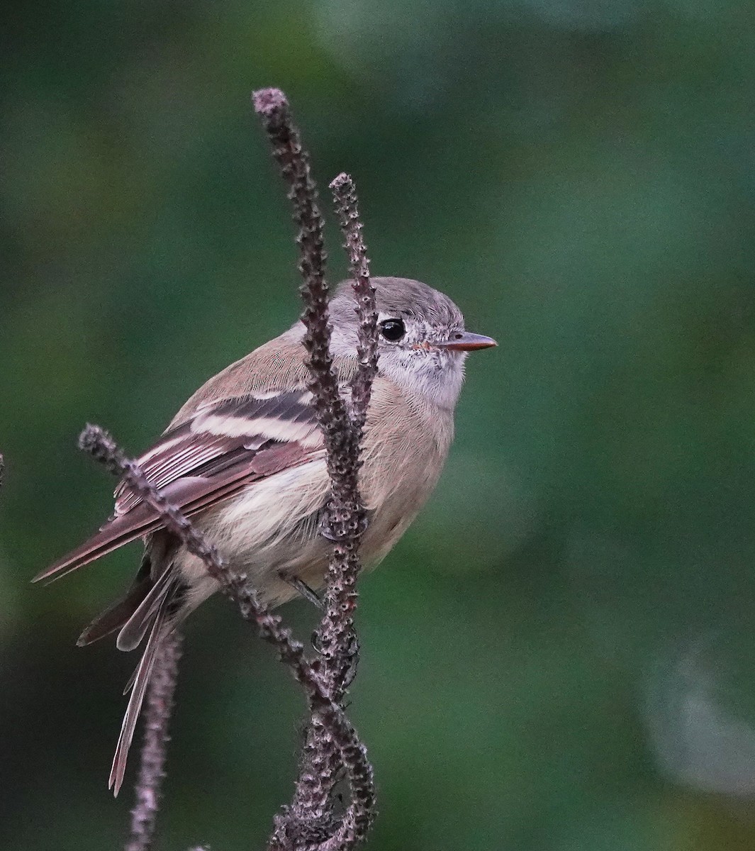 Hammond's Flycatcher - Cheryl Carlile