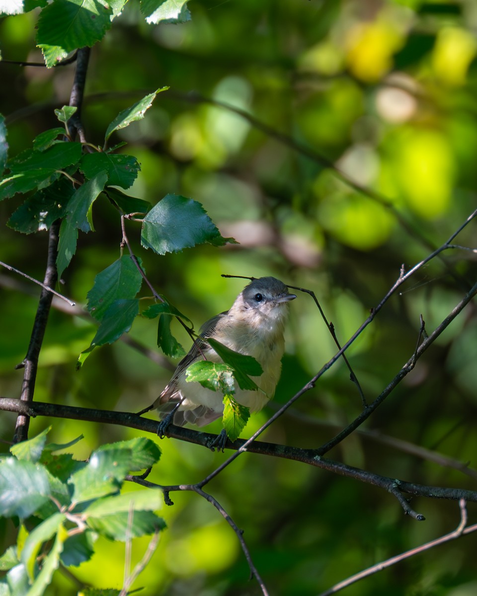 Blue-gray Gnatcatcher - ML602879981