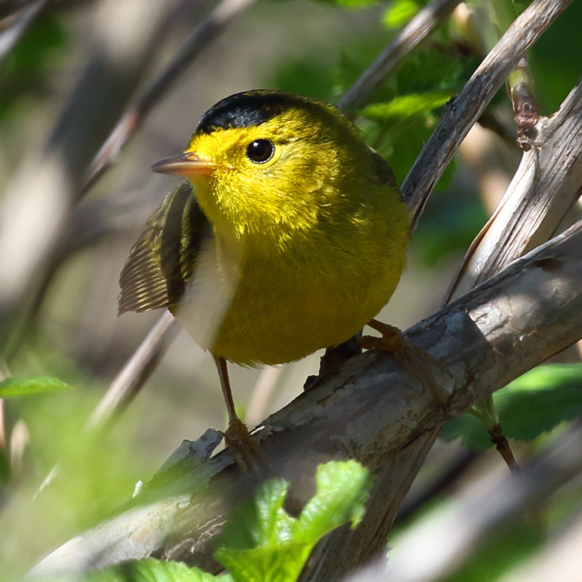 Wilson's Warbler - Dan Vickers
