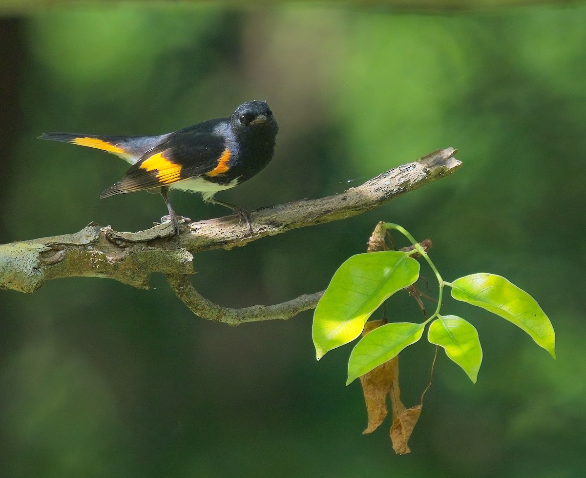 American Redstart - David Hall