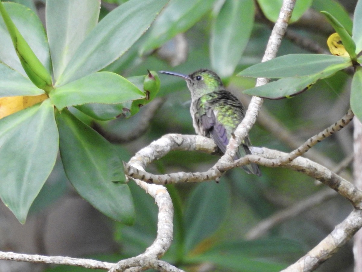 Mangrove Hummingbird - ML602881841