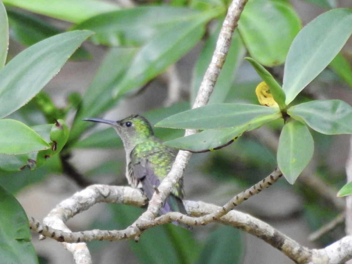 Mangrove Hummingbird - ML602881851