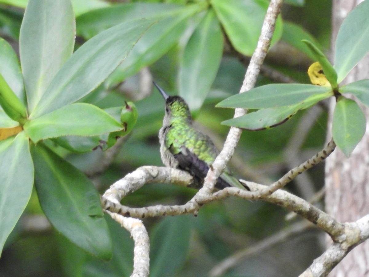 Mangrove Hummingbird - ML602881861