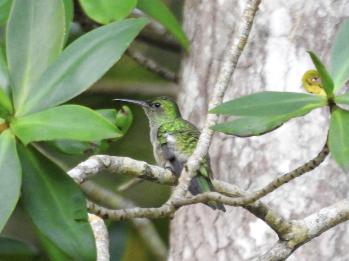 Mangrove Hummingbird - ML602881871
