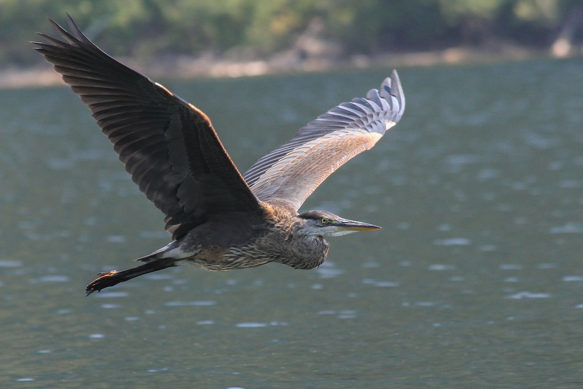 Great Blue Heron - Riley Fern