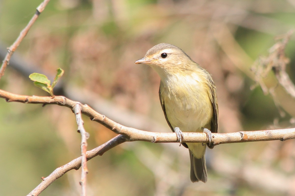 Warbling Vireo - Riley Fern