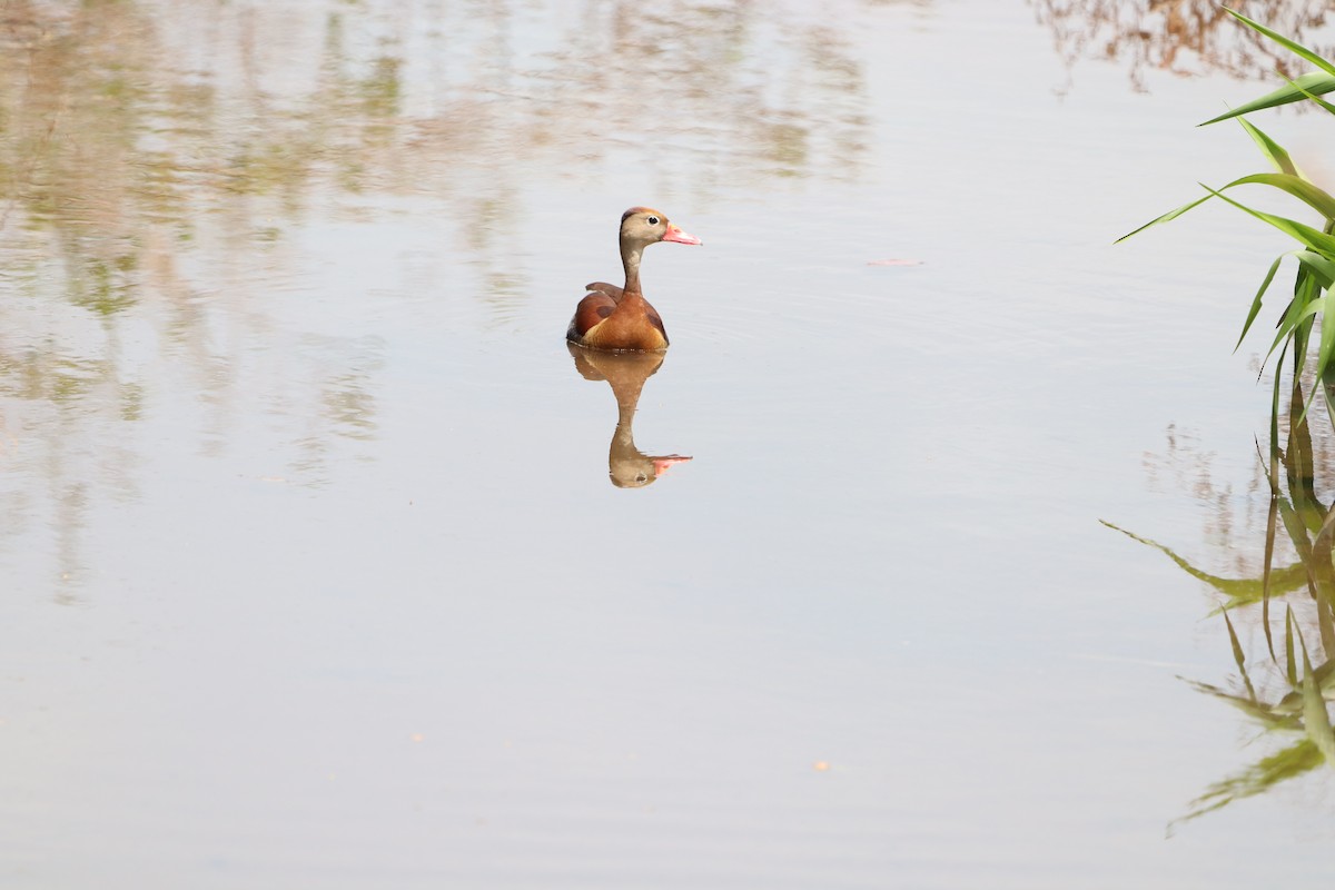 Black-bellied Whistling-Duck - Carla Calamari