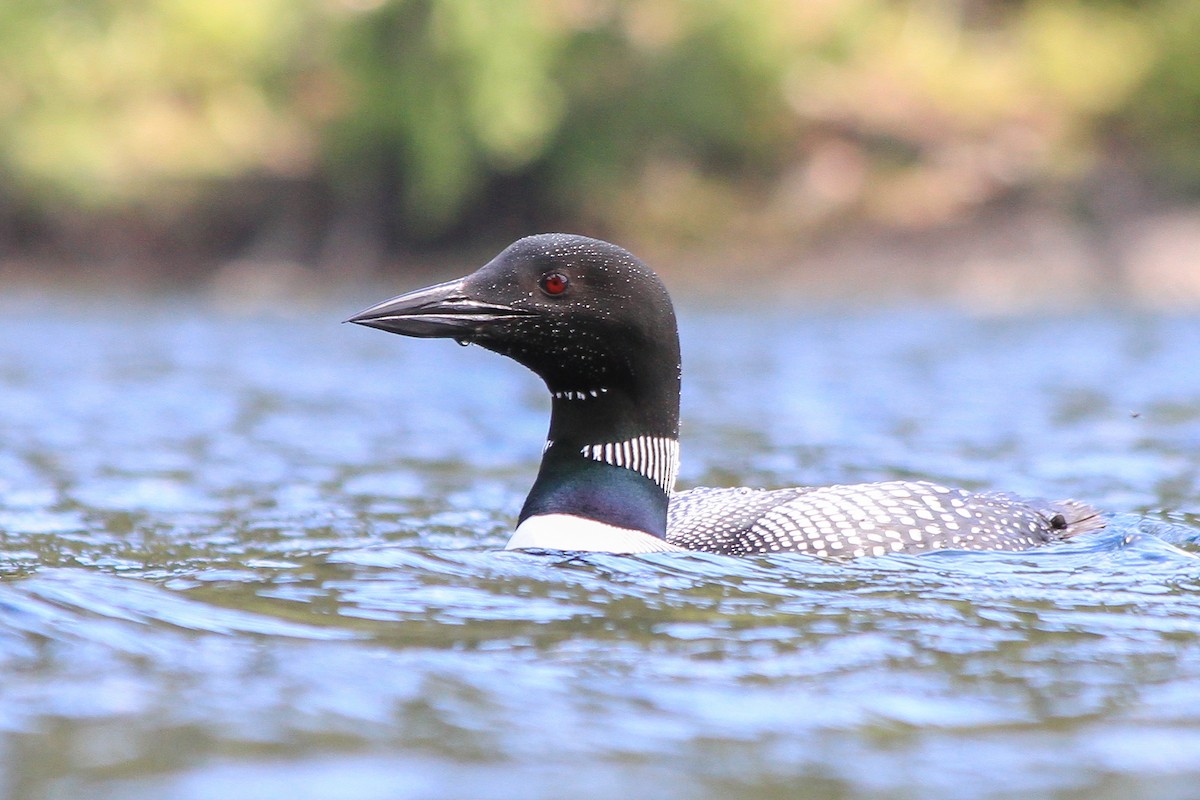 Common Loon - Riley Fern