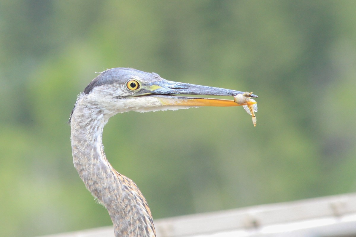 Great Blue Heron - Riley Fern