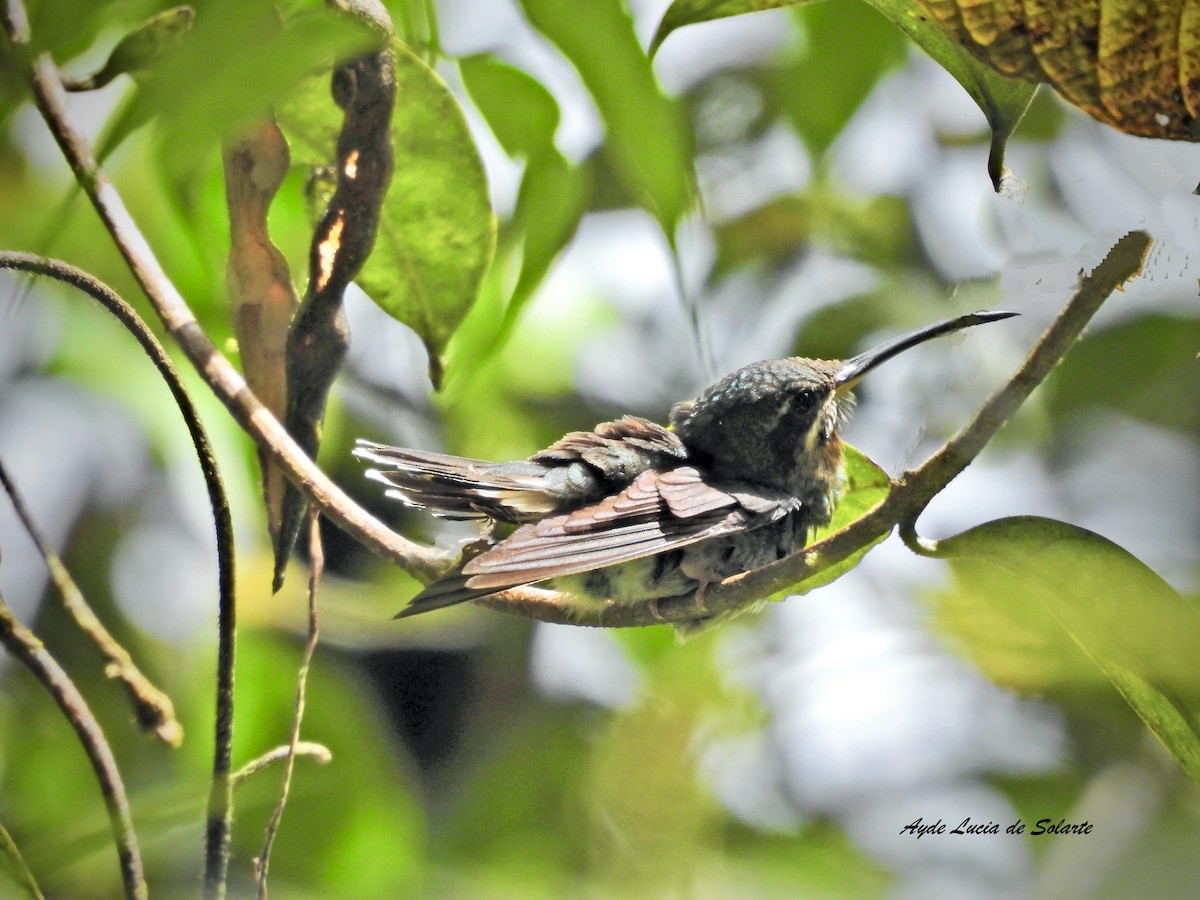 Полосатохвостый колибри-отшельник - ML602883831