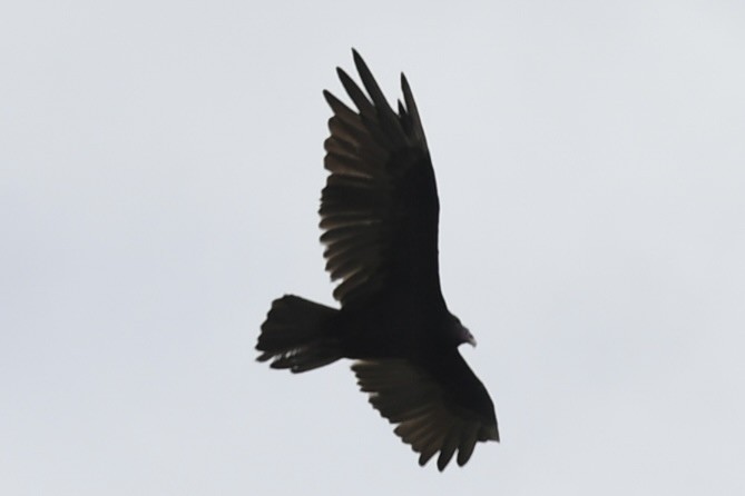 Turkey Vulture - ML602884241