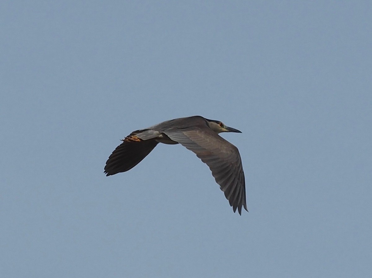 Black-crowned Night Heron - ML602884921