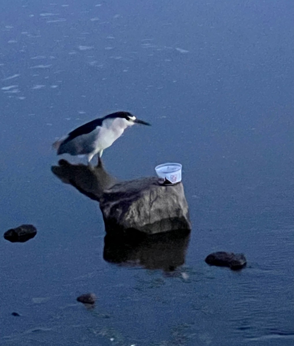 Black-crowned Night Heron - ML602885221