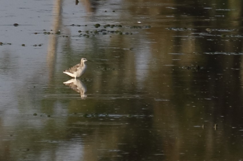 Phalarope de Wilson - ML602886041