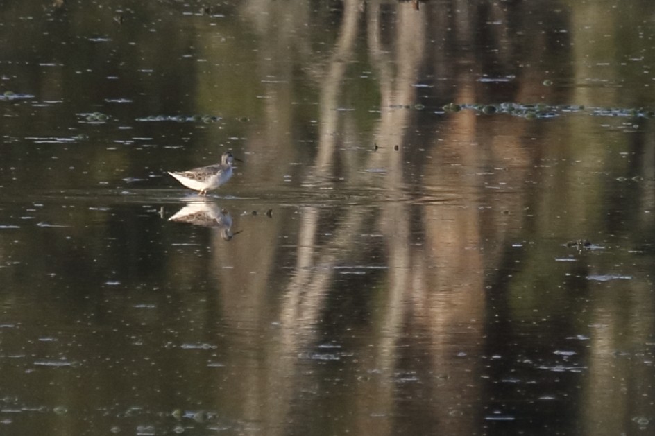 Phalarope de Wilson - ML602886061