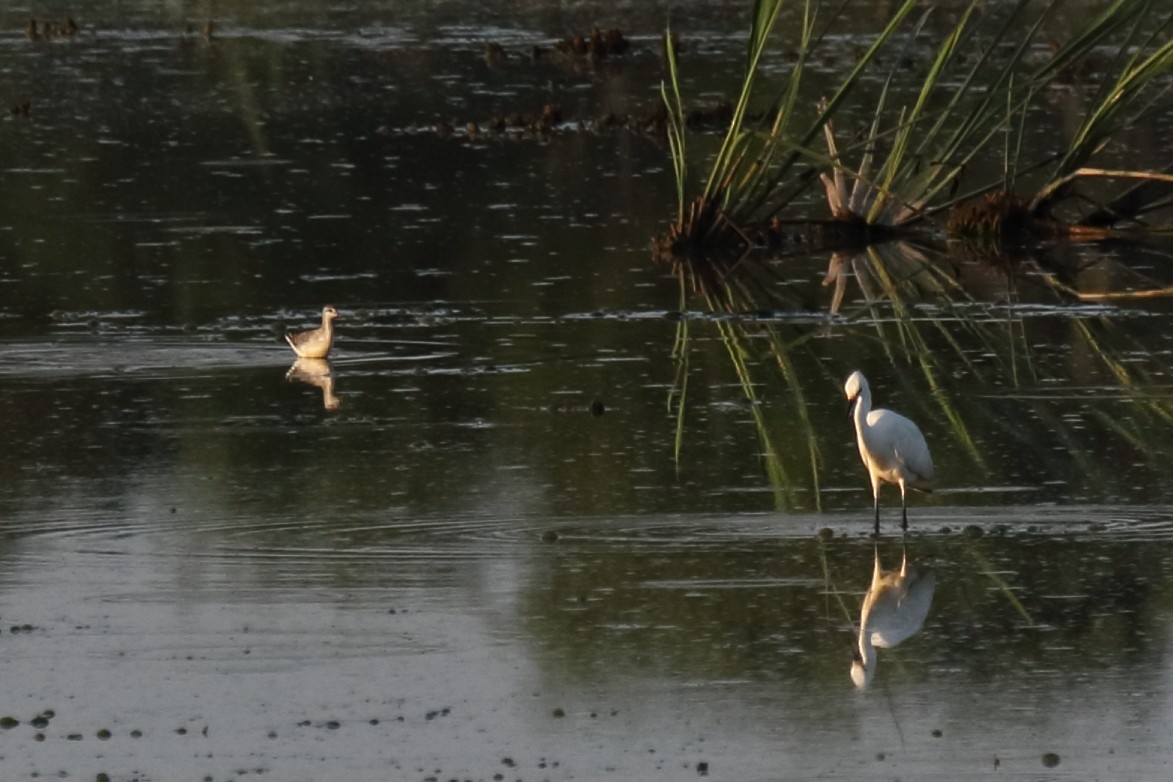 Phalarope de Wilson - ML602886071