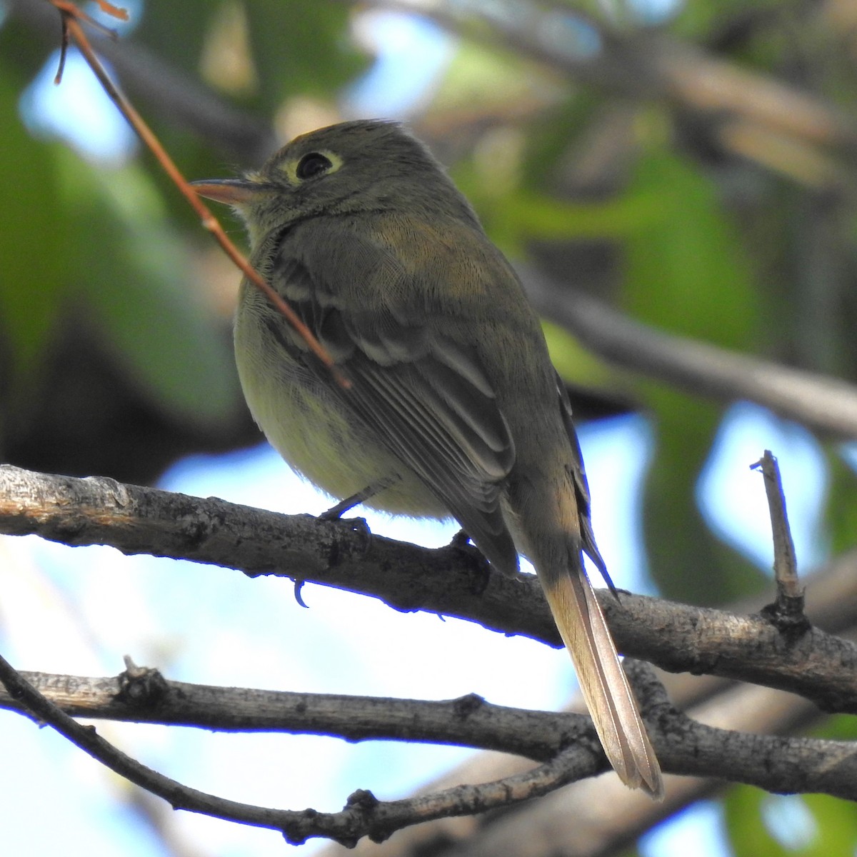 Western Flycatcher (Cordilleran) - ML602887521