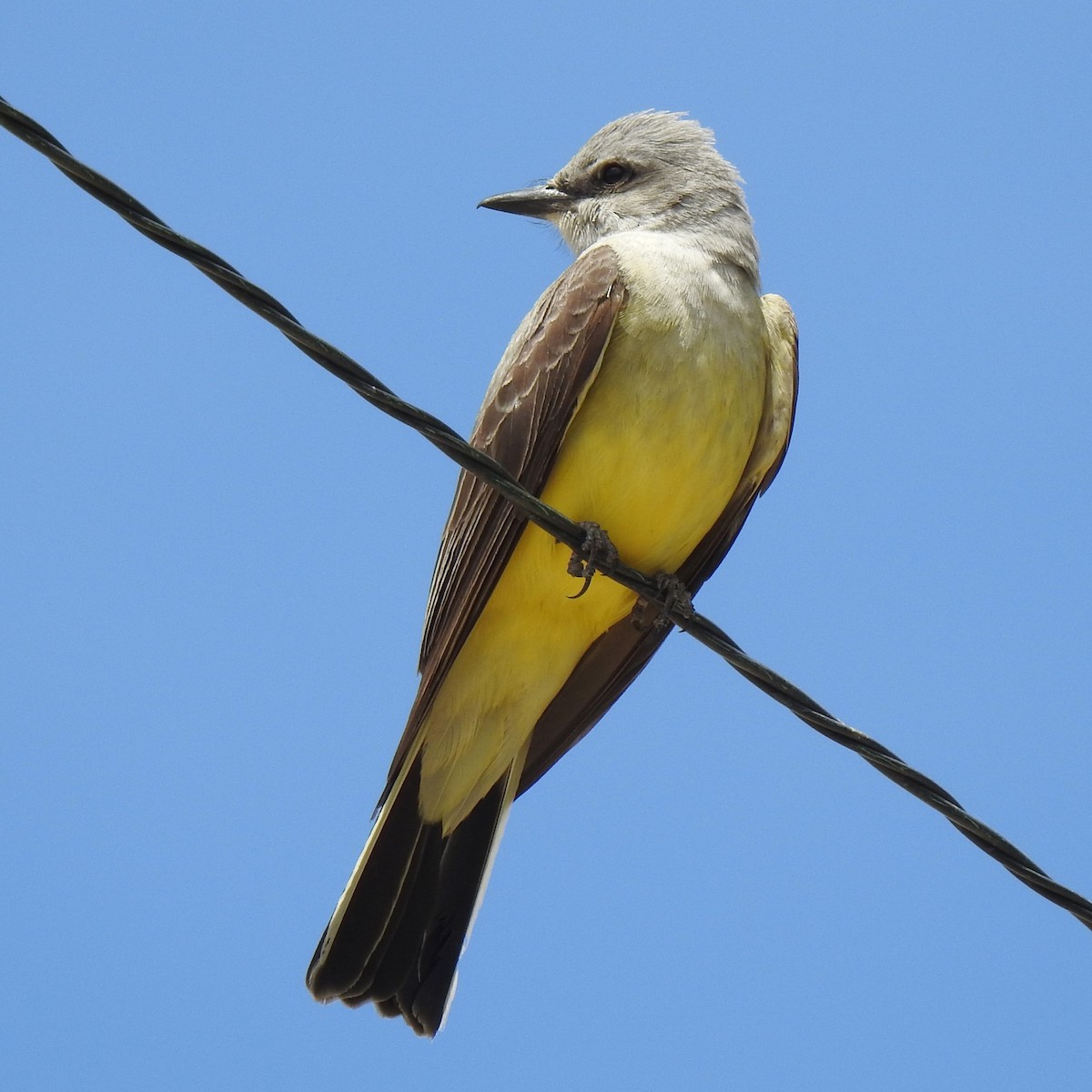 Western Kingbird - ML602887941