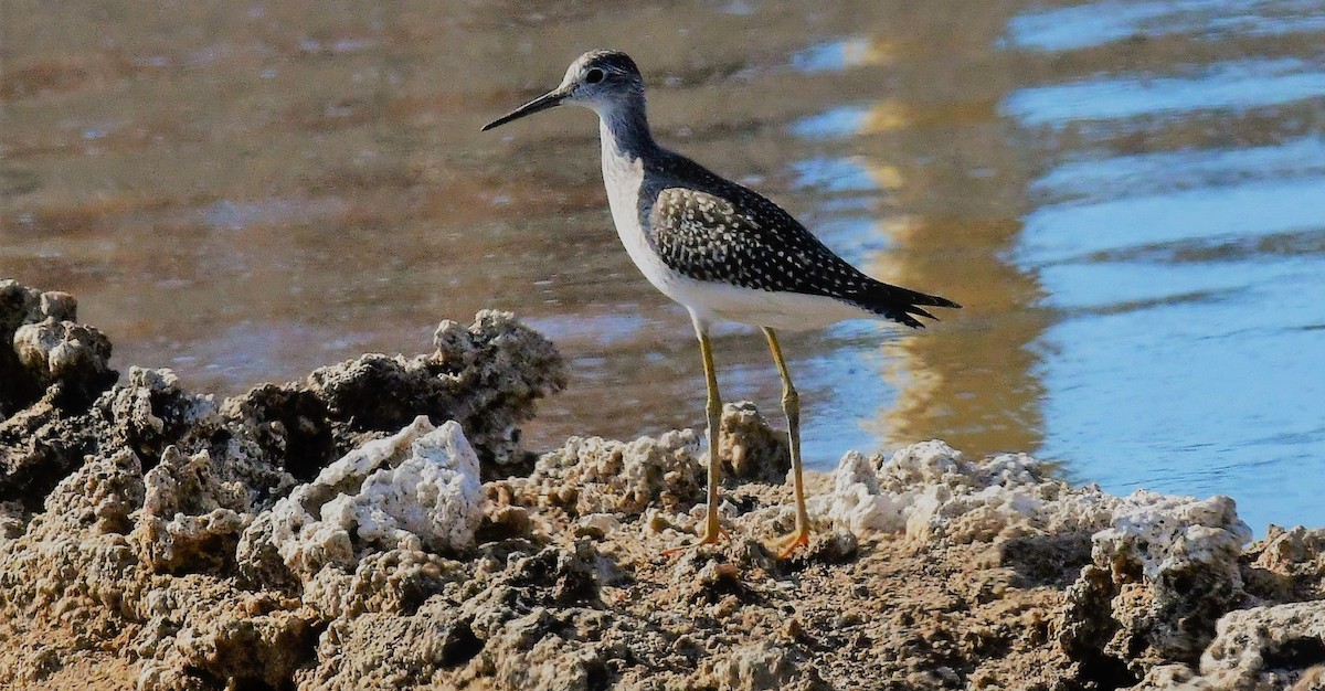 gulbeinsnipe - ML602889051