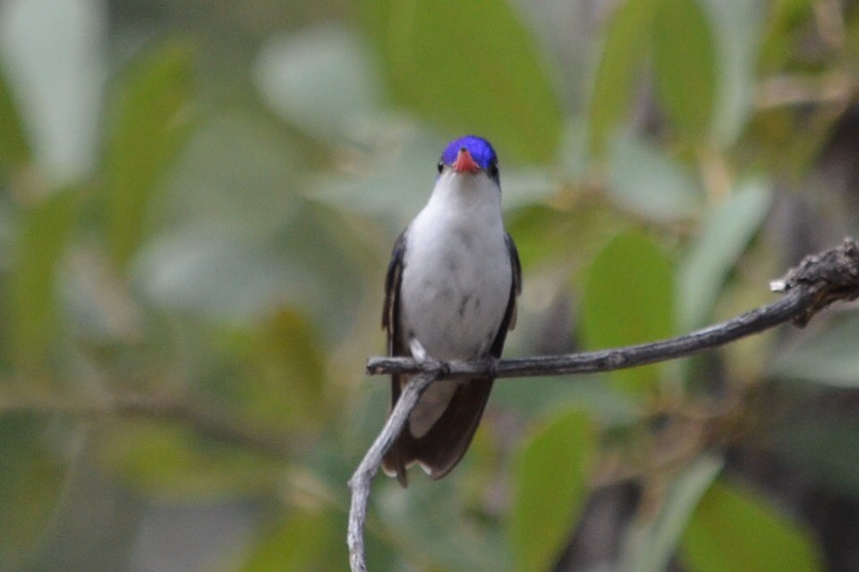 Violet-crowned Hummingbird - Ed Klassen