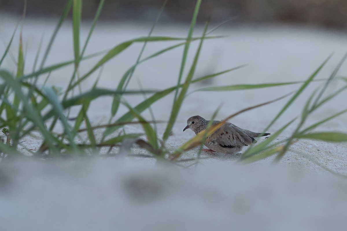 Common Ground Dove - Luis Guillermo