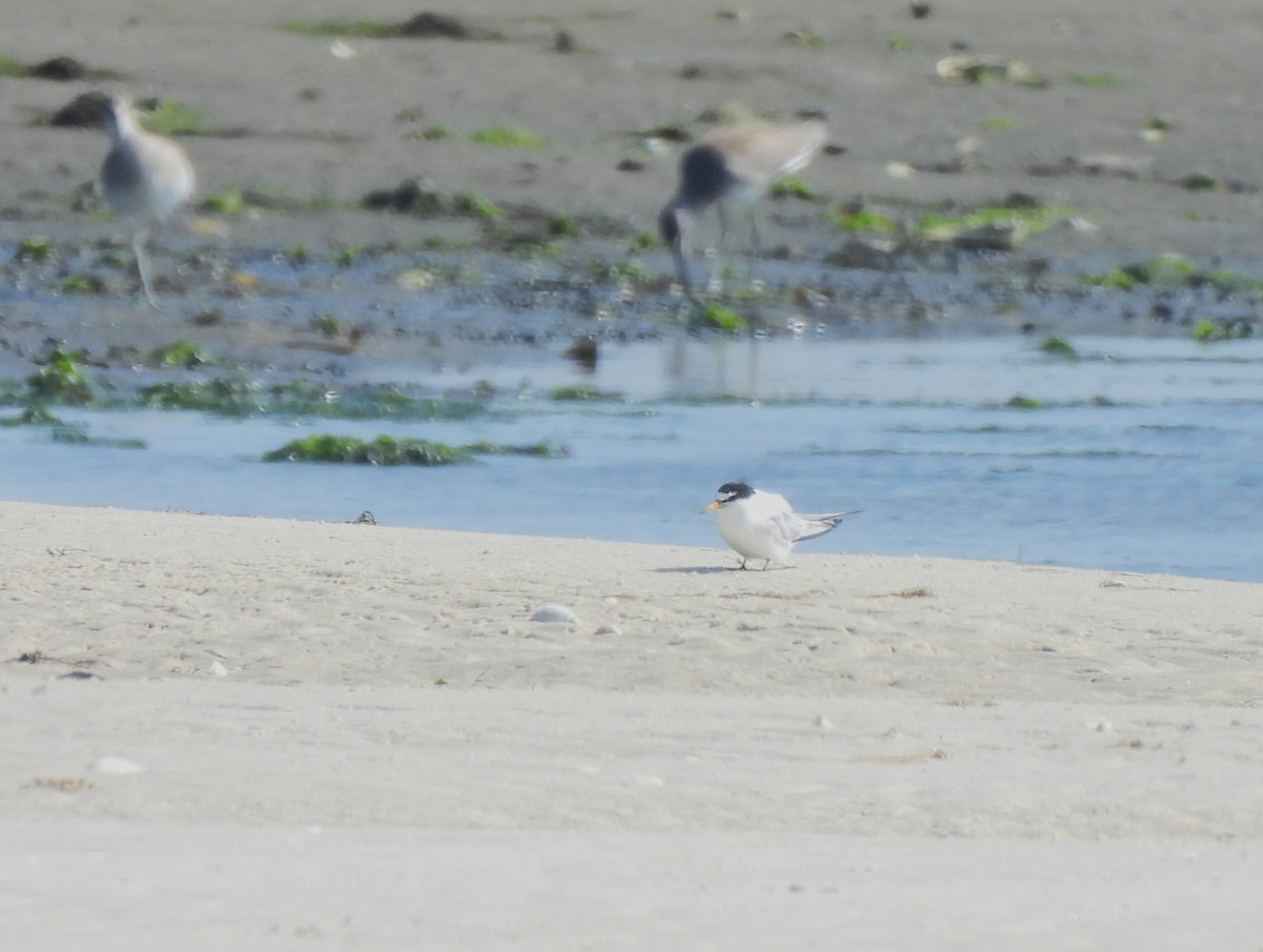 Least Tern - ML602891131