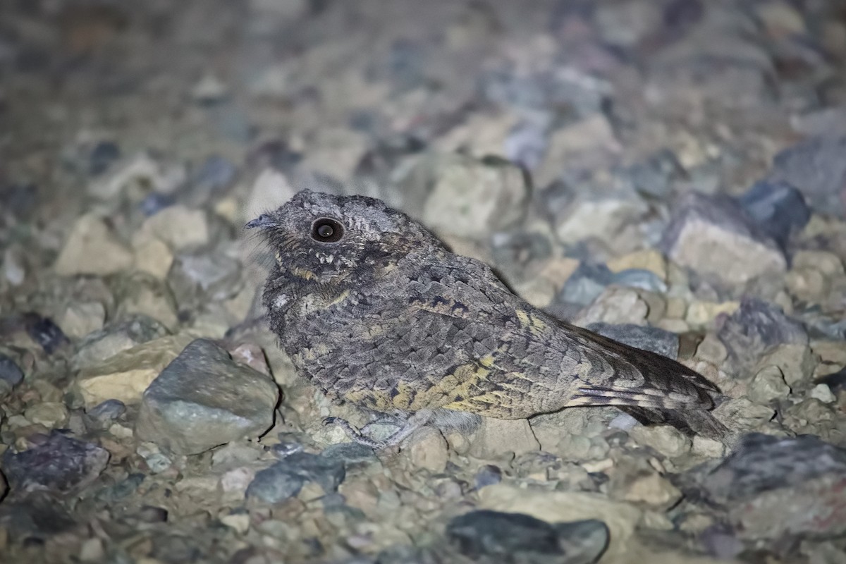 Common Poorwill - Gaelen Schnare