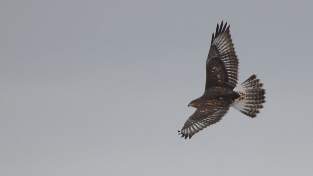 Ferruginous Hawk - ML602892371