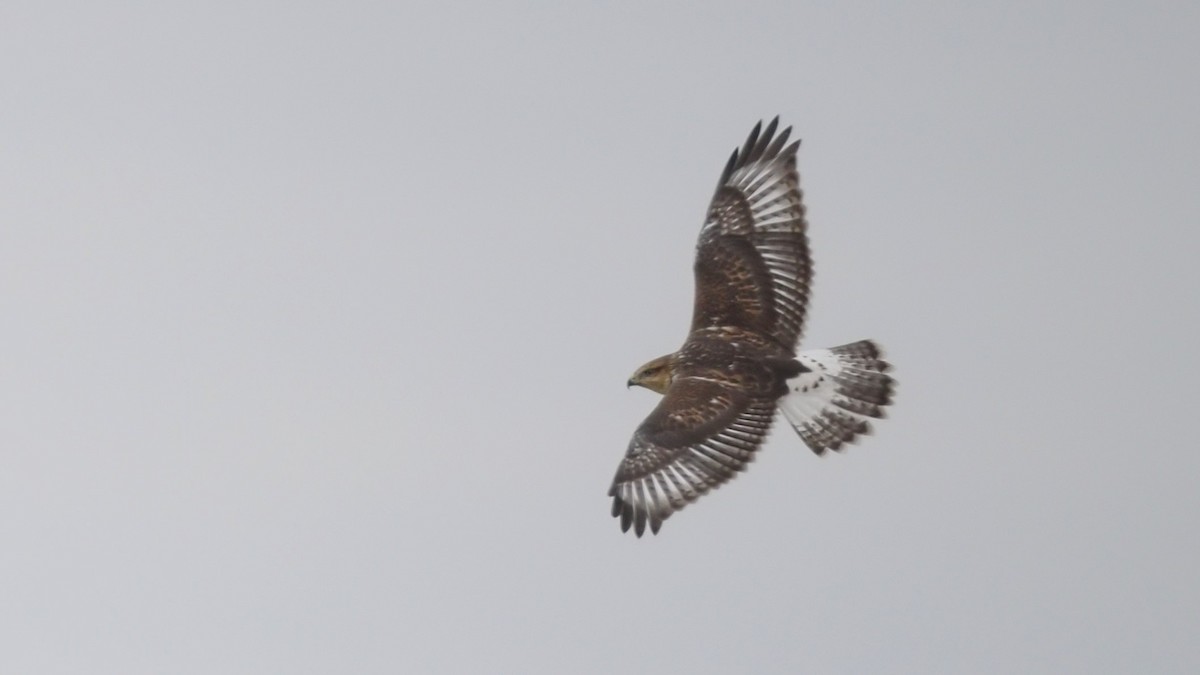 Ferruginous Hawk - ML602892381