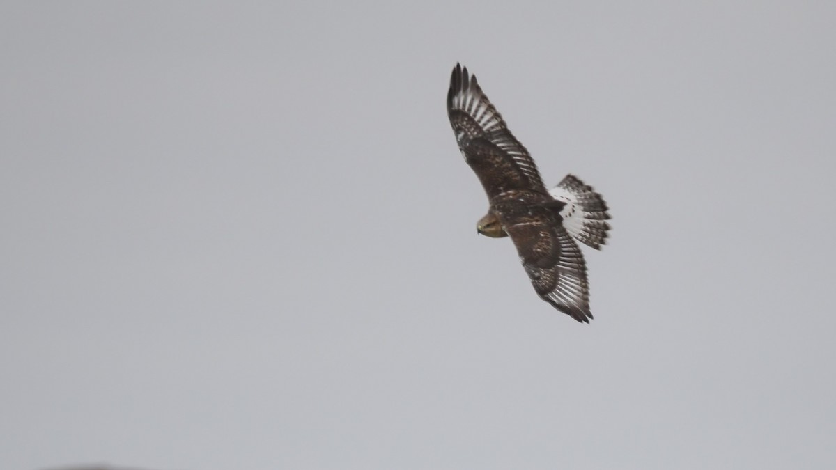 Ferruginous Hawk - ML602892391