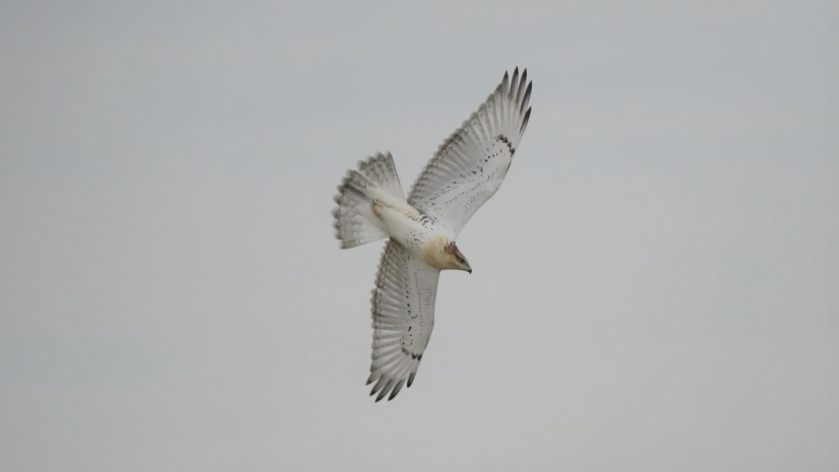 Ferruginous Hawk - ML602892401