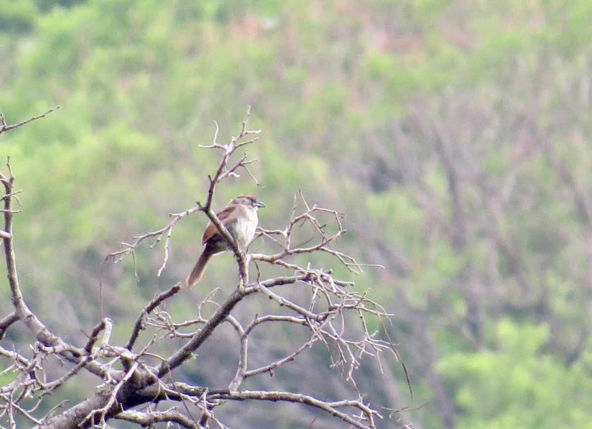 Rose-throated Becard - Cheshta Buckley