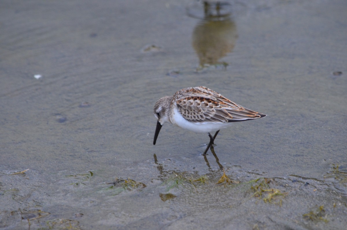 Western Sandpiper - ML602894641