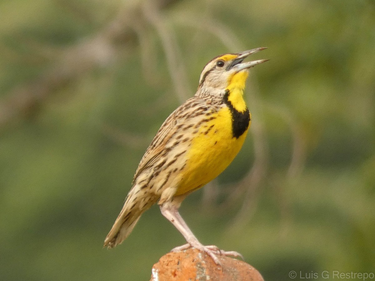 Eastern Meadowlark - ML602895761