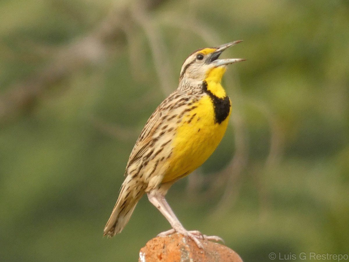 Eastern Meadowlark - ML602895771