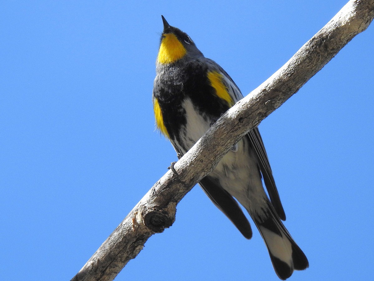 Yellow-rumped Warbler (Audubon's) - ML602895831