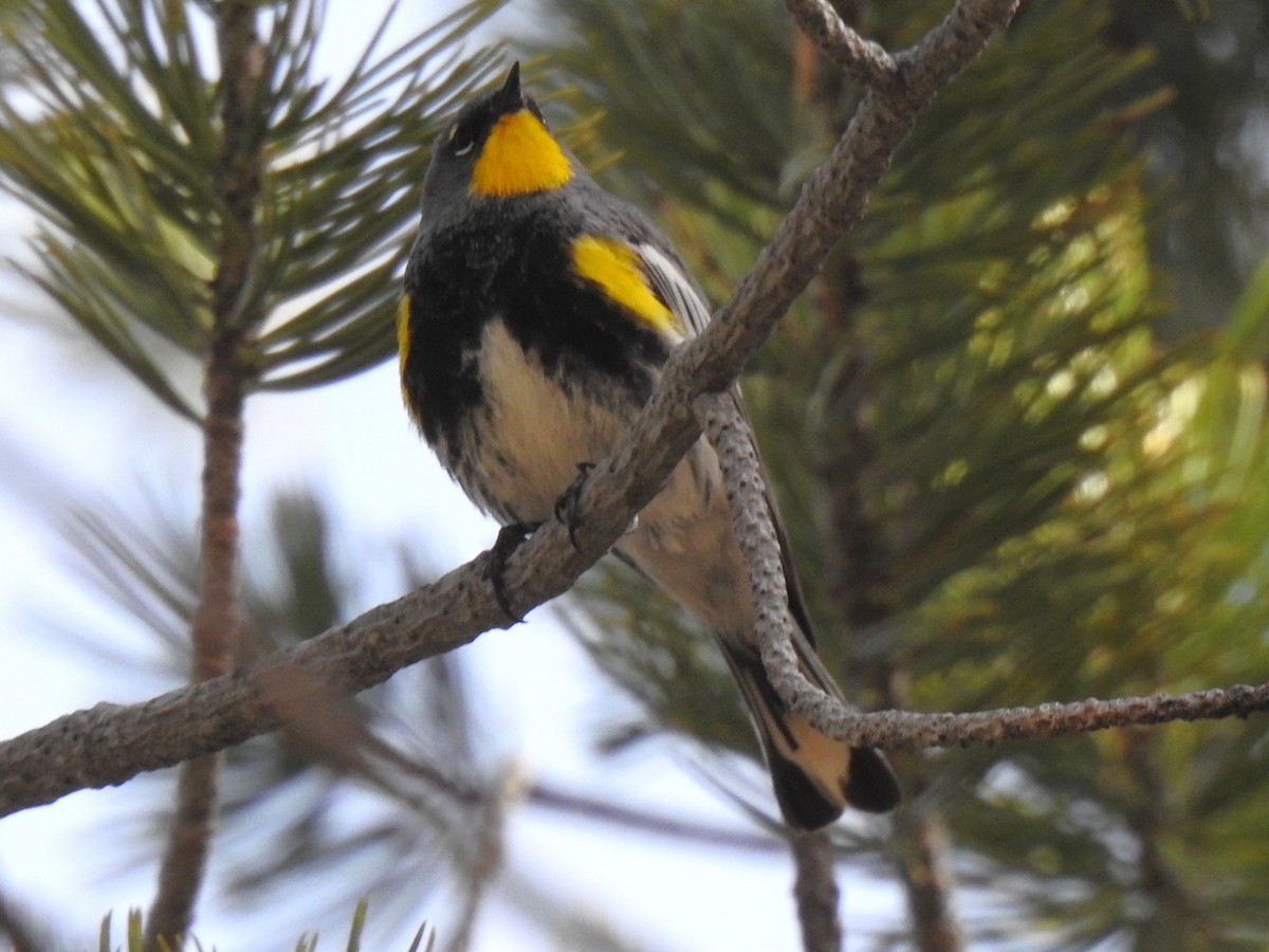 Yellow-rumped Warbler (Audubon's) - ML602895841